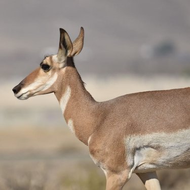#antelope #wildlife #antelopeofinstagram #nevadawildlife #nevadawildliferefuge #wildlifephotography #hawthorne #gooutsideandexplore #visithawthorne #vidasalvaje #fotografiavidasalvaje