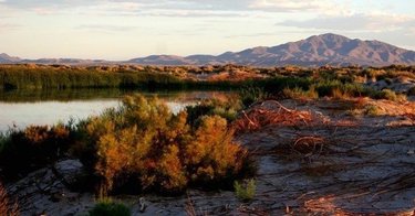 Take a weekend road trip to Ash Meadows National Wildlife Refuge, a 23,000-acre protected oasis in Amargosa Valley. This pristine area is home to 27 plants and animal species found nowhere else in the world. #NevadaSilverTrails 📸: only_in_nevada