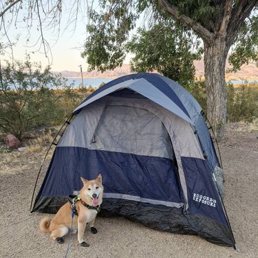 Who put up a tent in less than 10 minutes without thumbs? *THIS GUY* 😅 ⛺🏕️
.
.
.
#camping #shibainu #shibasofinstagram #nevada #nevadadesert #lakemead #boulderbeachcampground #tent #outdoorlife #nature #vacationmode #summervibes #summer #roadtrip #driving #sand #cactus #doge